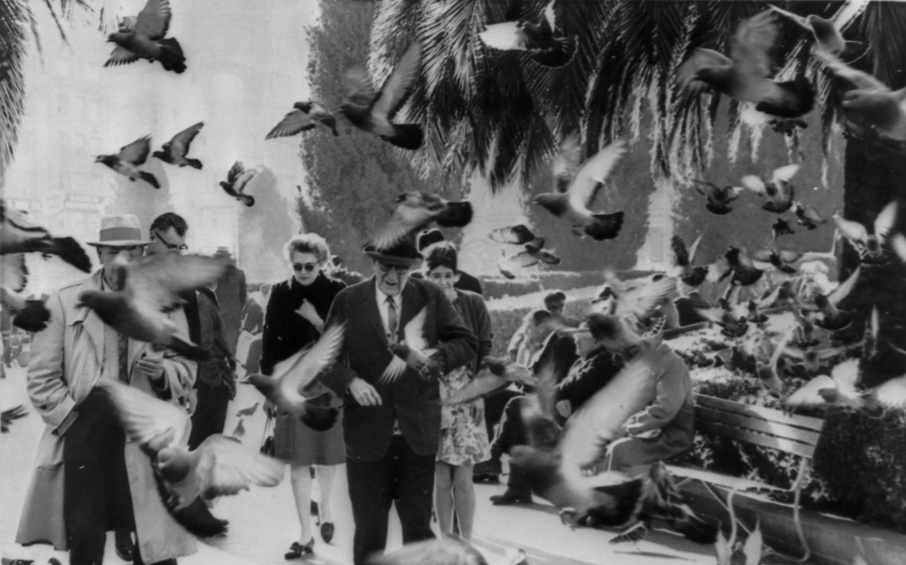 1964: San Francisco Pigeons